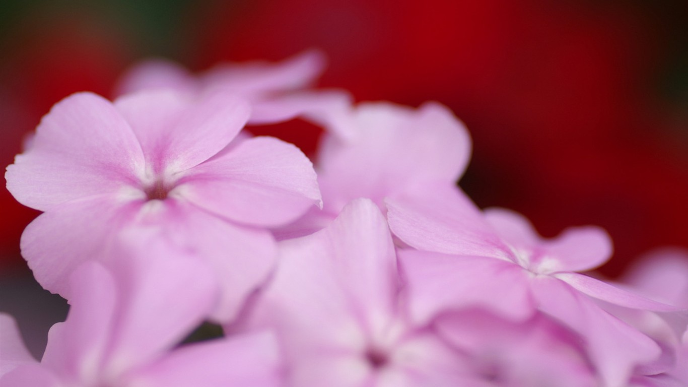 燦爛花朵特寫壁紙 #4 - 1366x768