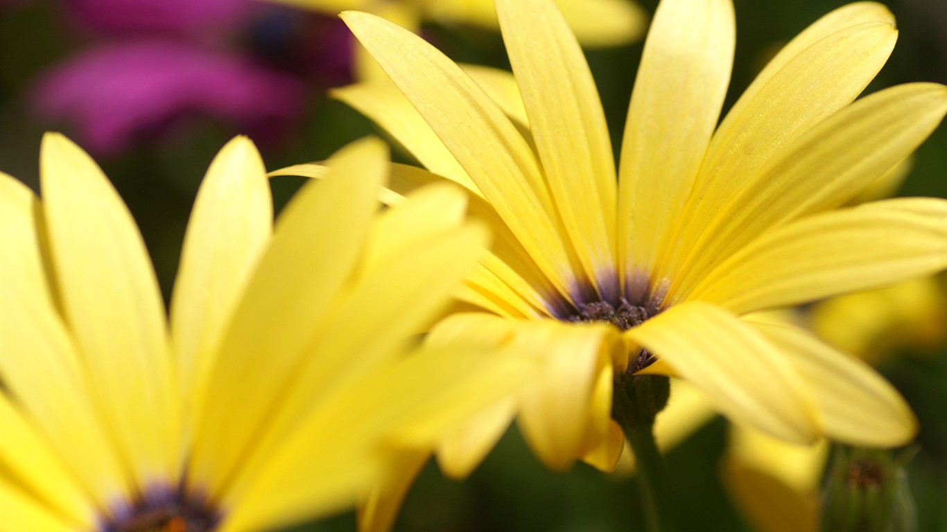 燦爛花朵特寫壁紙 #5 - 1366x768