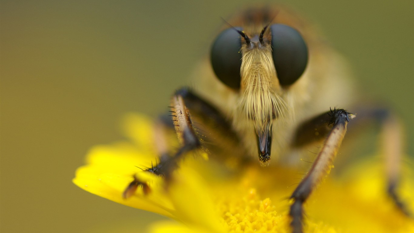 Brilliant flowers close-up wallpaper #10 - 1366x768