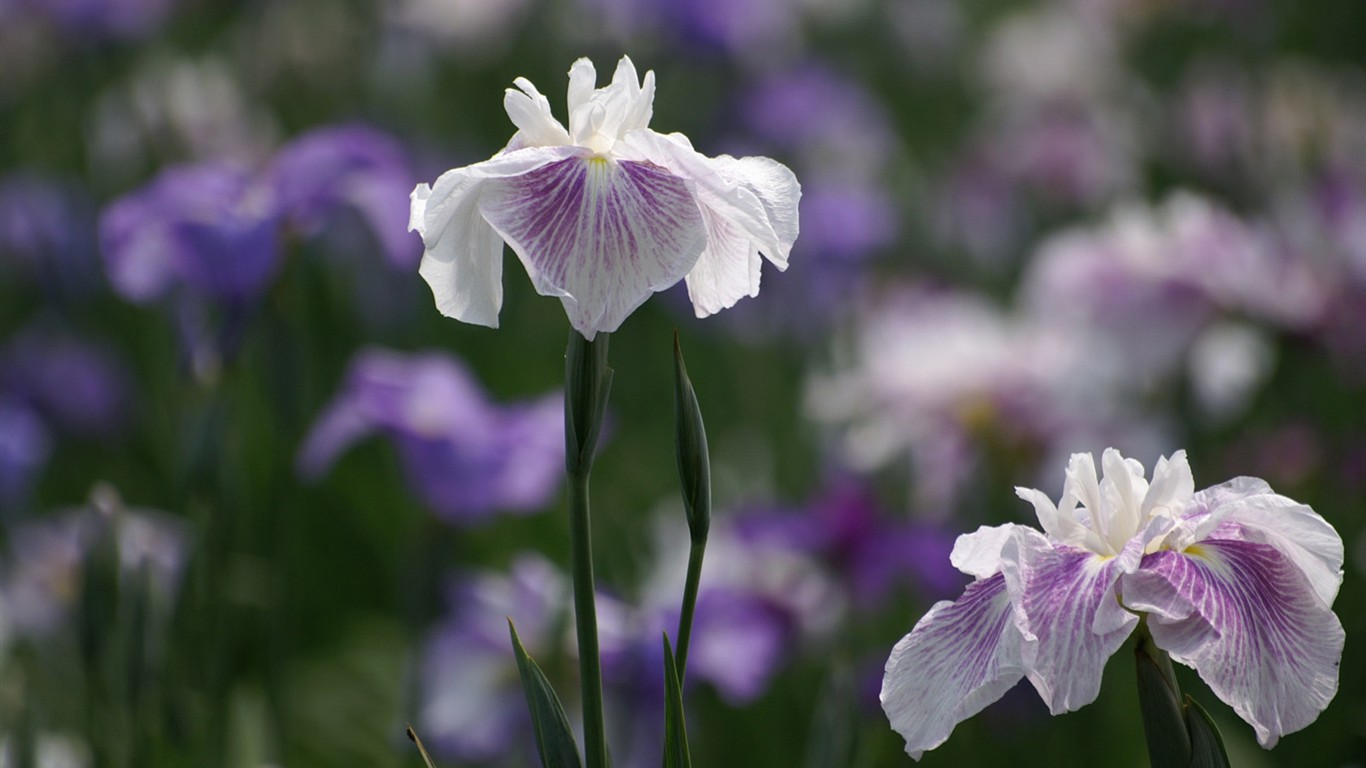 fondos de escritorio de flores brillantes de cerca #11 - 1366x768