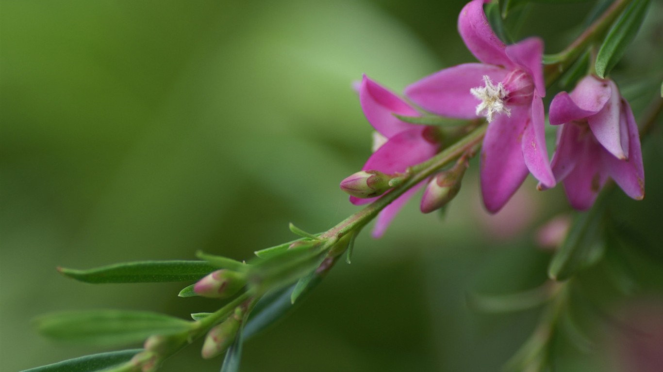 燦爛花朵特寫壁紙 #12 - 1366x768