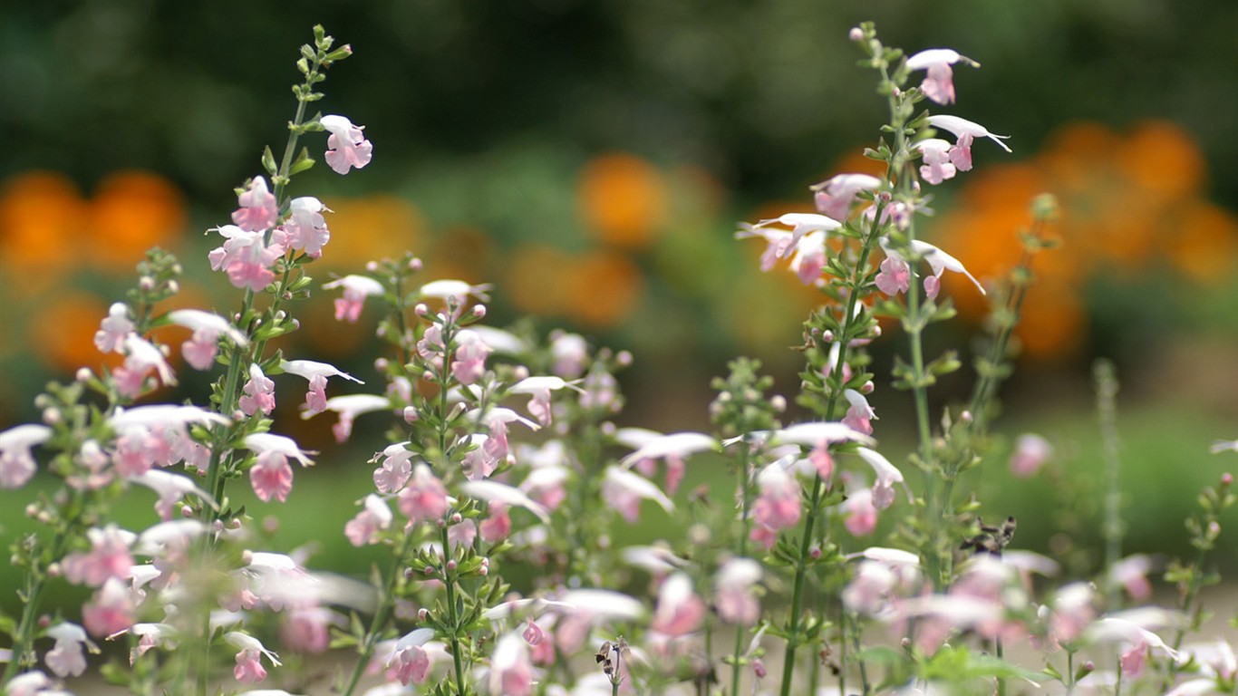 fondos de escritorio de flores brillantes de cerca #13 - 1366x768