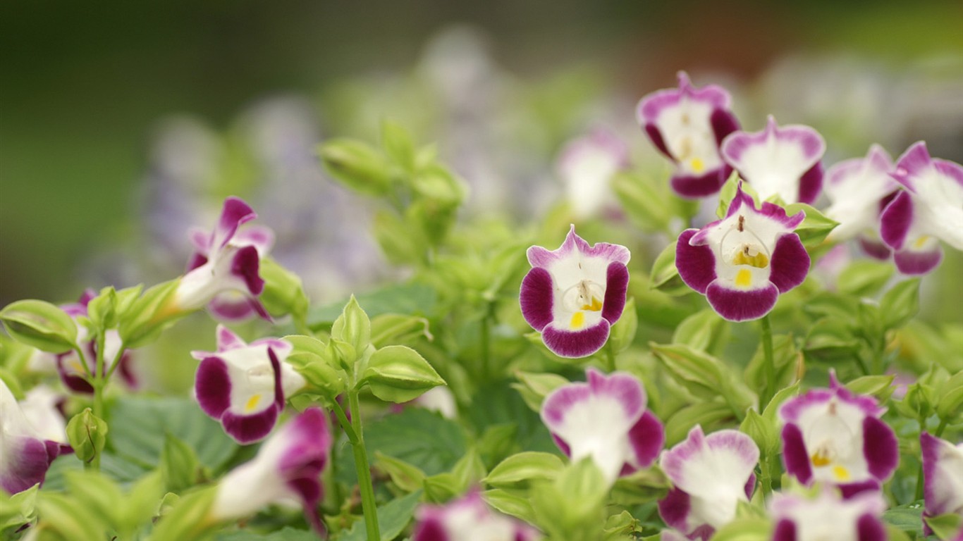 燦爛花朵特寫壁紙 #14 - 1366x768