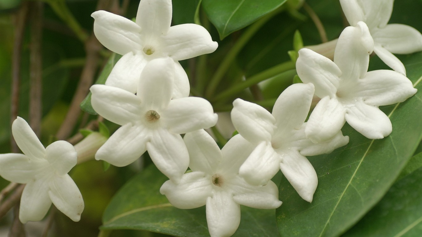 fondos de escritorio de flores brillantes de cerca #15 - 1366x768