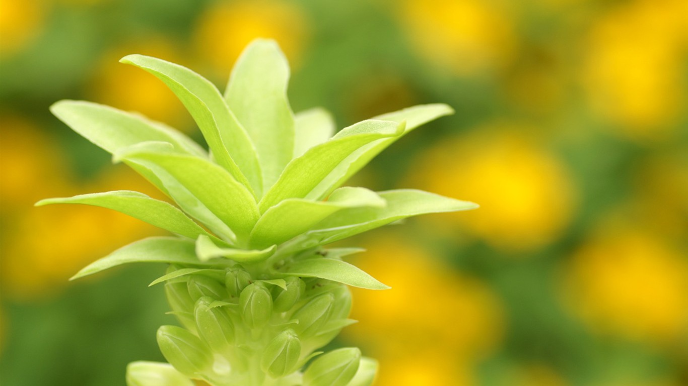 燦爛花朵特寫壁紙 #17 - 1366x768