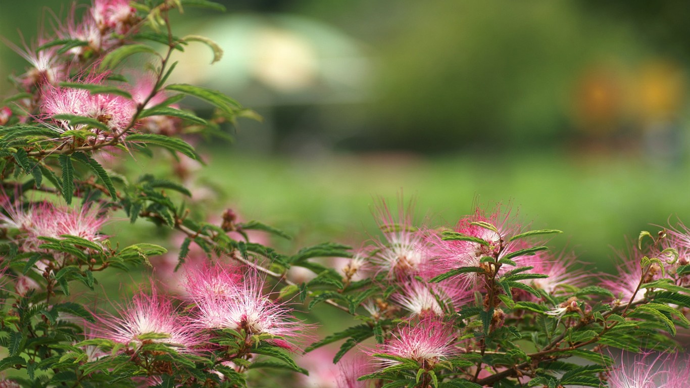 燦爛花朵特寫壁紙 #18 - 1366x768