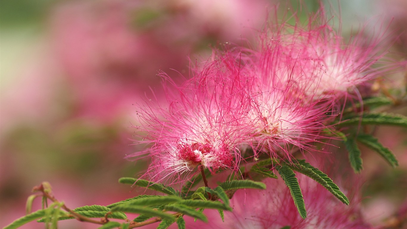 Brilliant flowers close-up wallpaper #19 - 1366x768