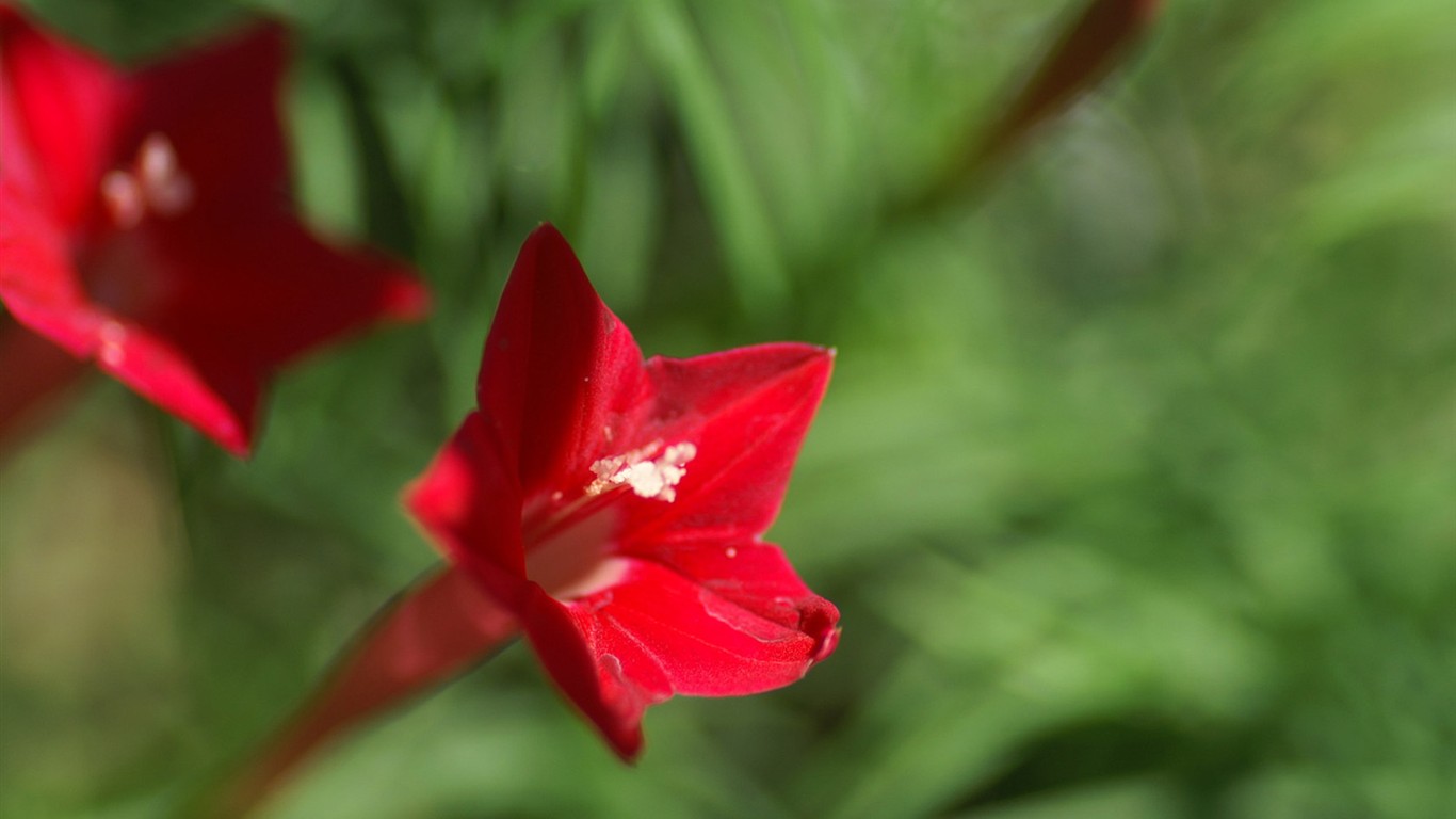 燦爛花朵特寫壁紙 #20 - 1366x768