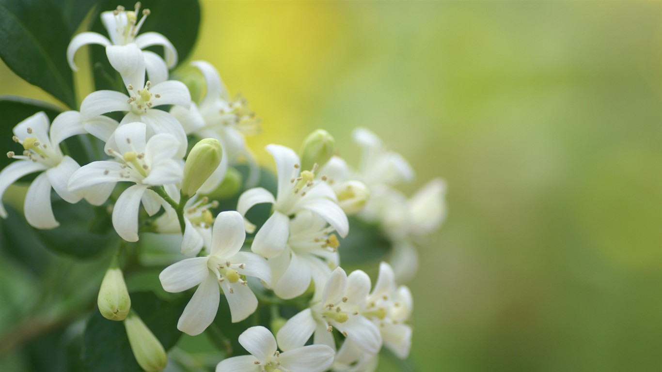 fondos de escritorio de flores brillantes de cerca #21 - 1366x768