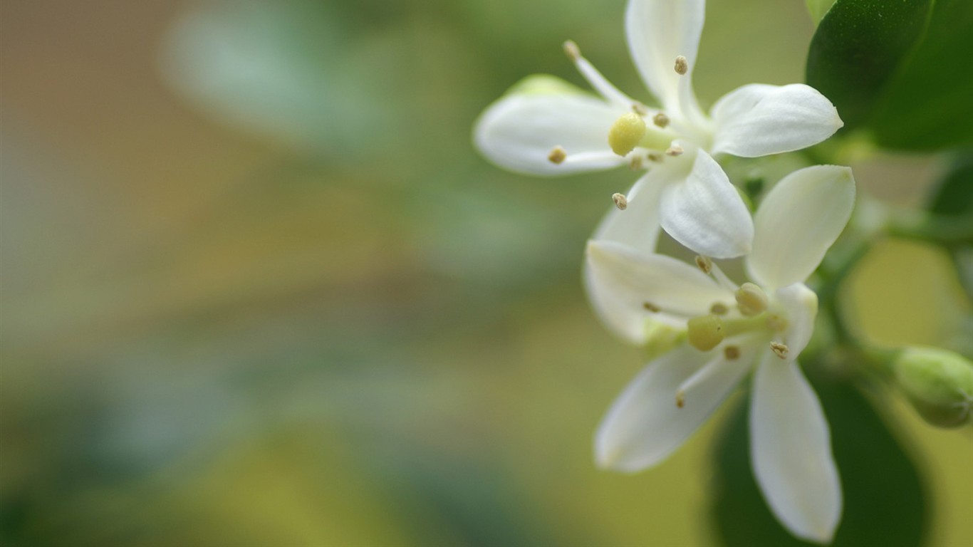 燦爛花朵特寫壁紙 #22 - 1366x768