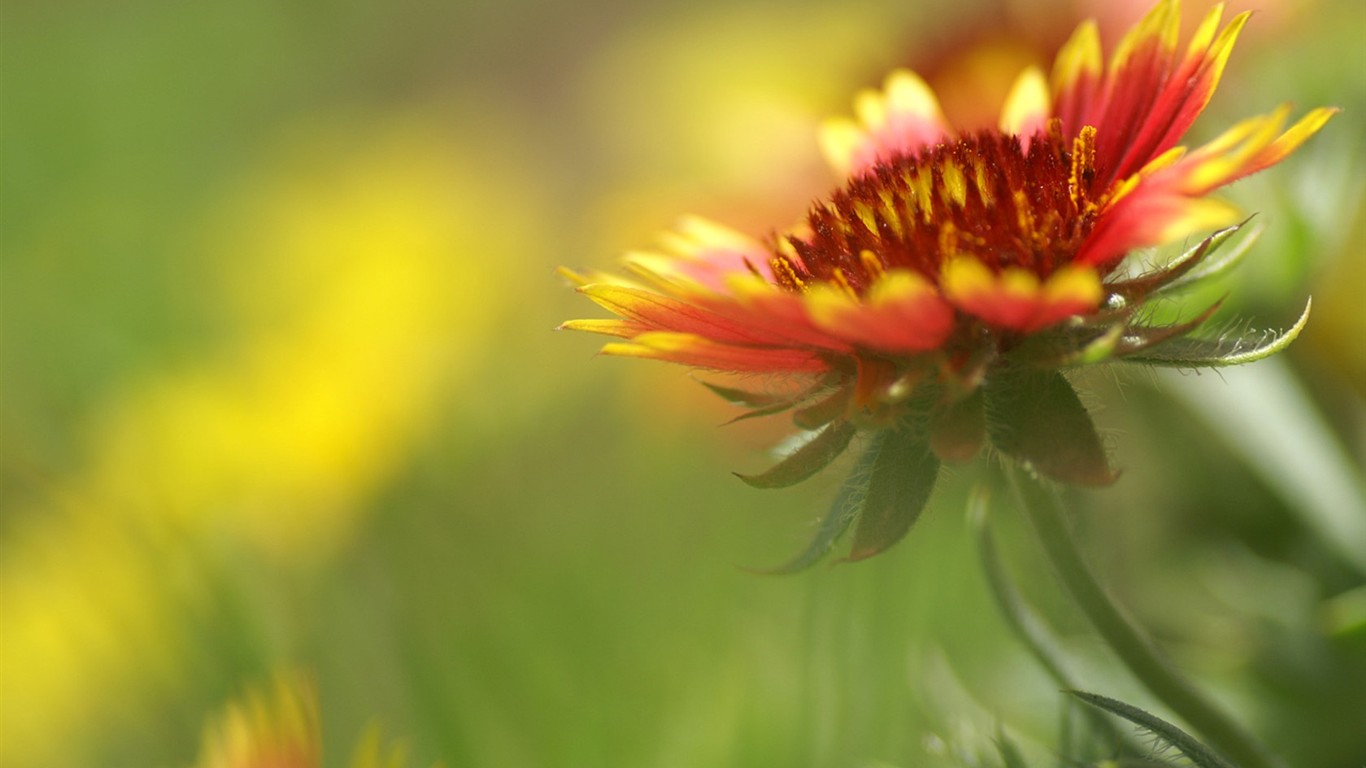 燦爛花朵特寫壁紙 #23 - 1366x768