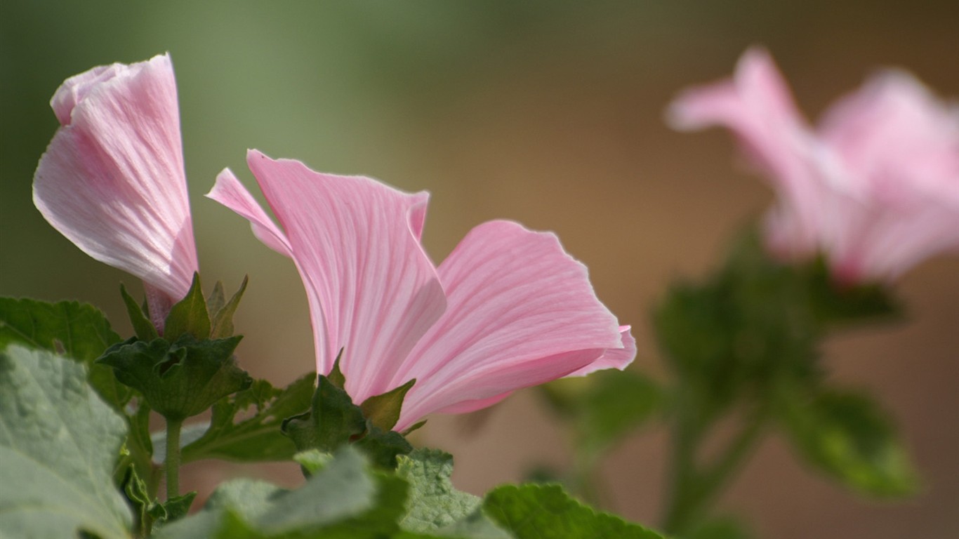 燦爛花朵特寫壁紙 #24 - 1366x768