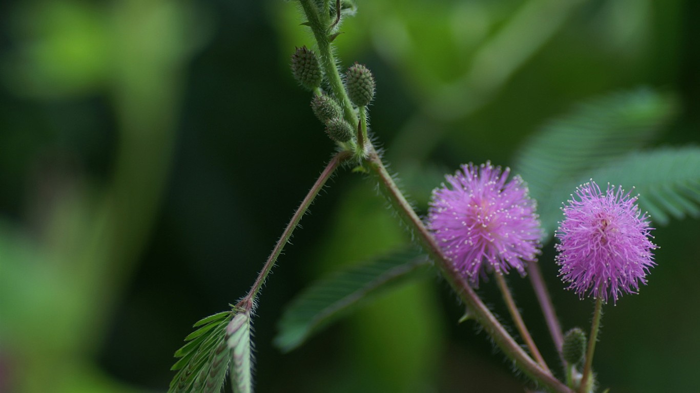 燦爛花朵特寫壁紙 #25 - 1366x768