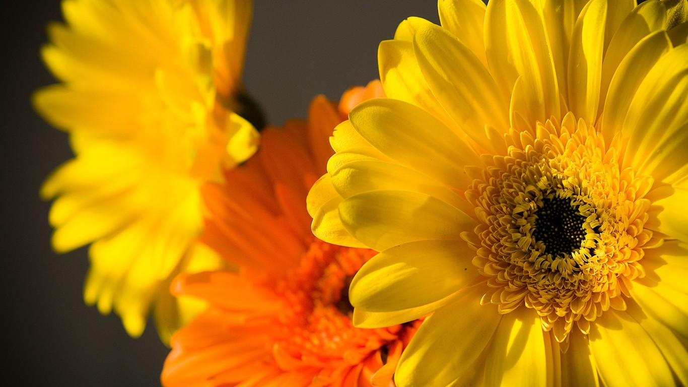 燦爛花朵特寫壁紙 #26 - 1366x768