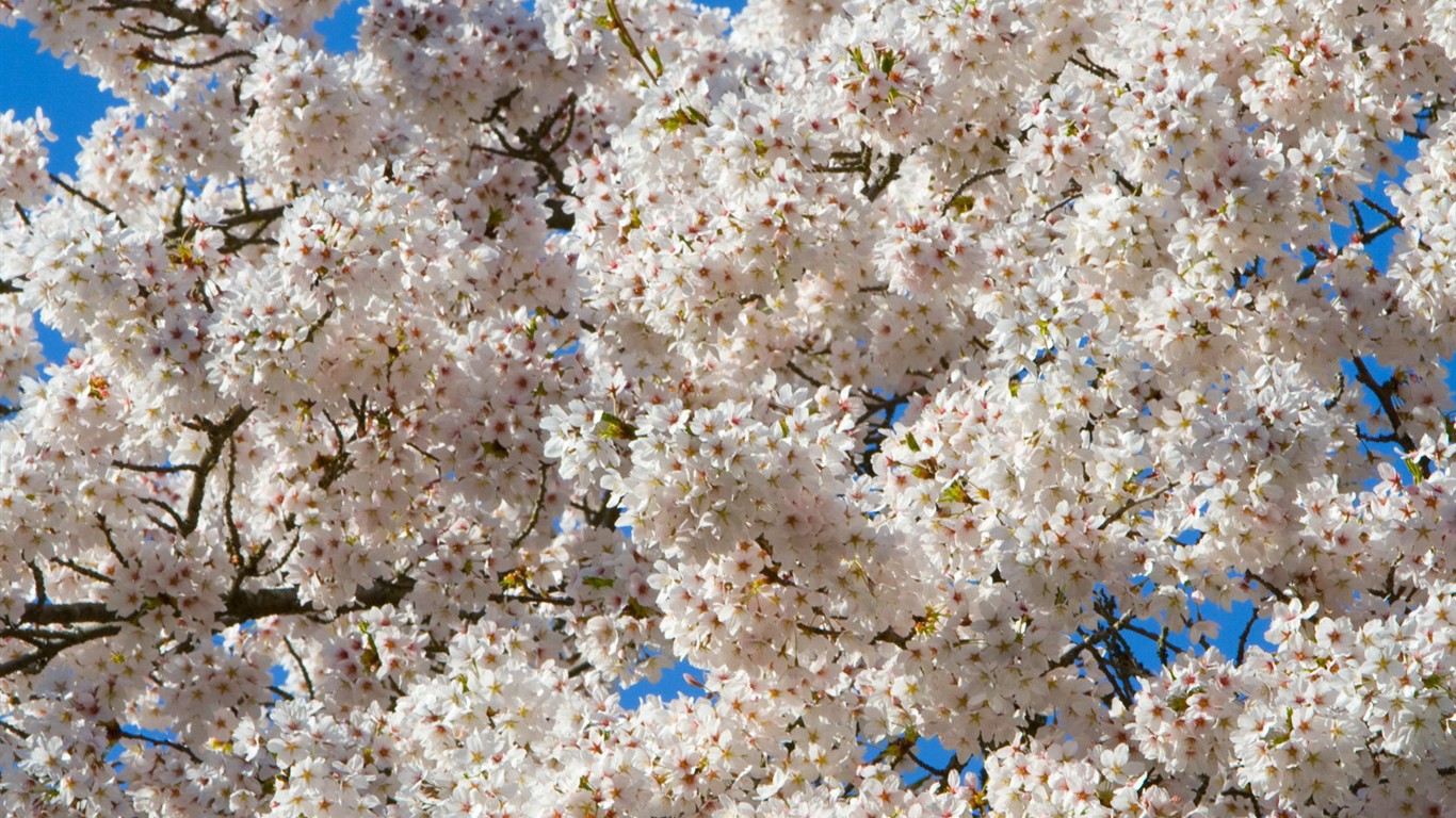 燦爛花朵特寫壁紙 #27 - 1366x768