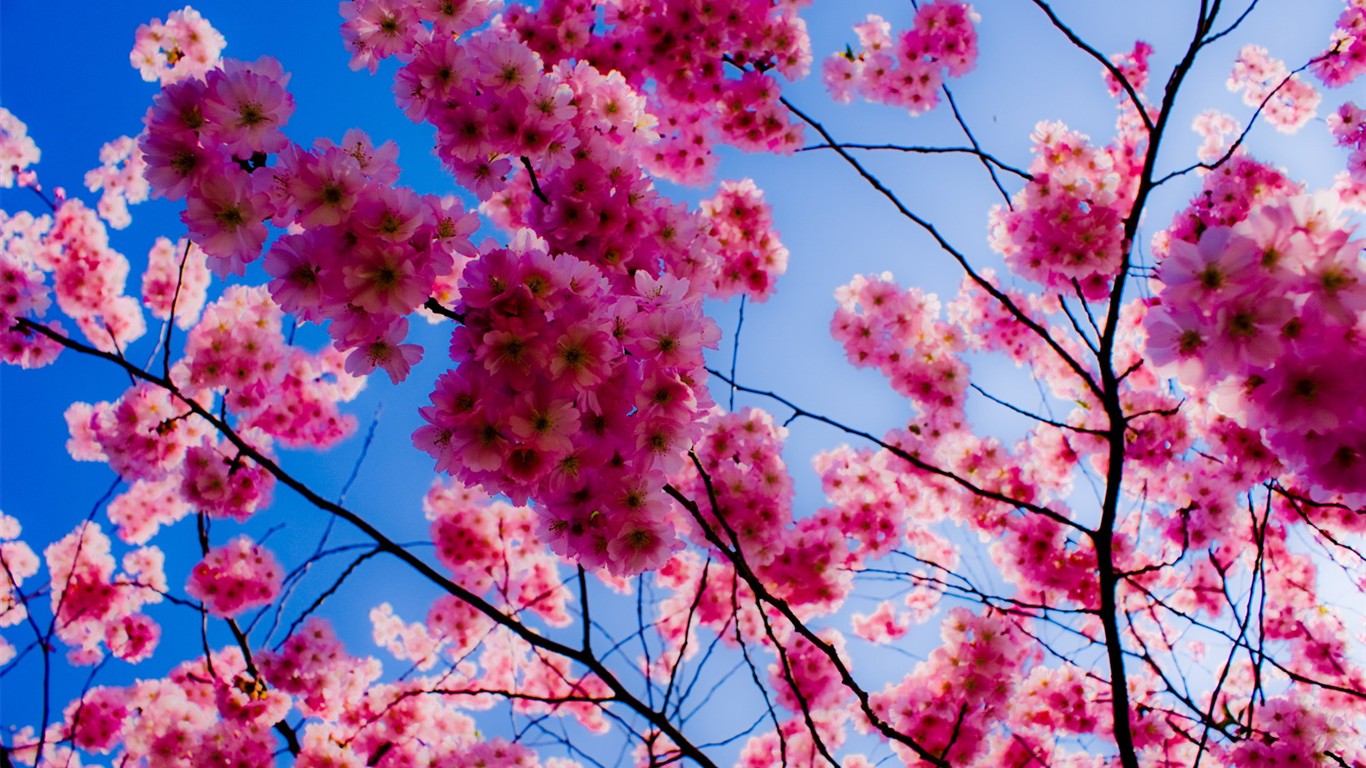 fondos de escritorio de flores brillantes de cerca #28 - 1366x768