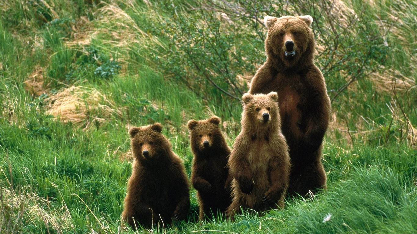 Animal Wallpaper Collection (6) #1 - 1366x768