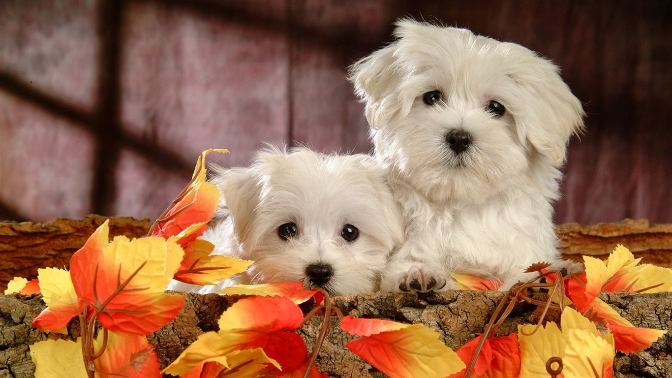 Fluffy pejsek wallpaper #2 - 1366x768