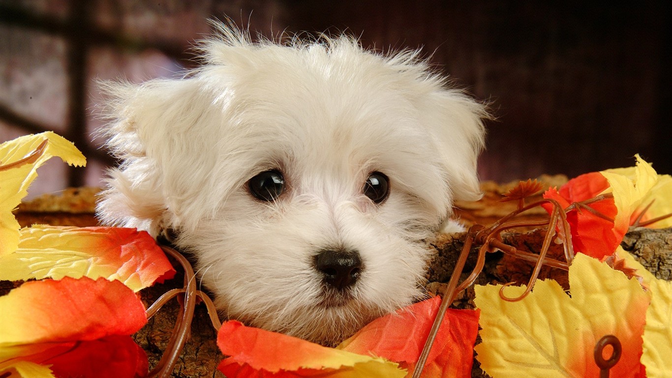 Fluffy pejsek wallpaper #3 - 1366x768