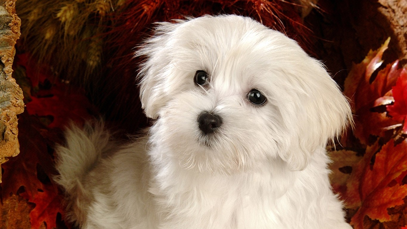 Fluffy pejsek wallpaper #5 - 1366x768