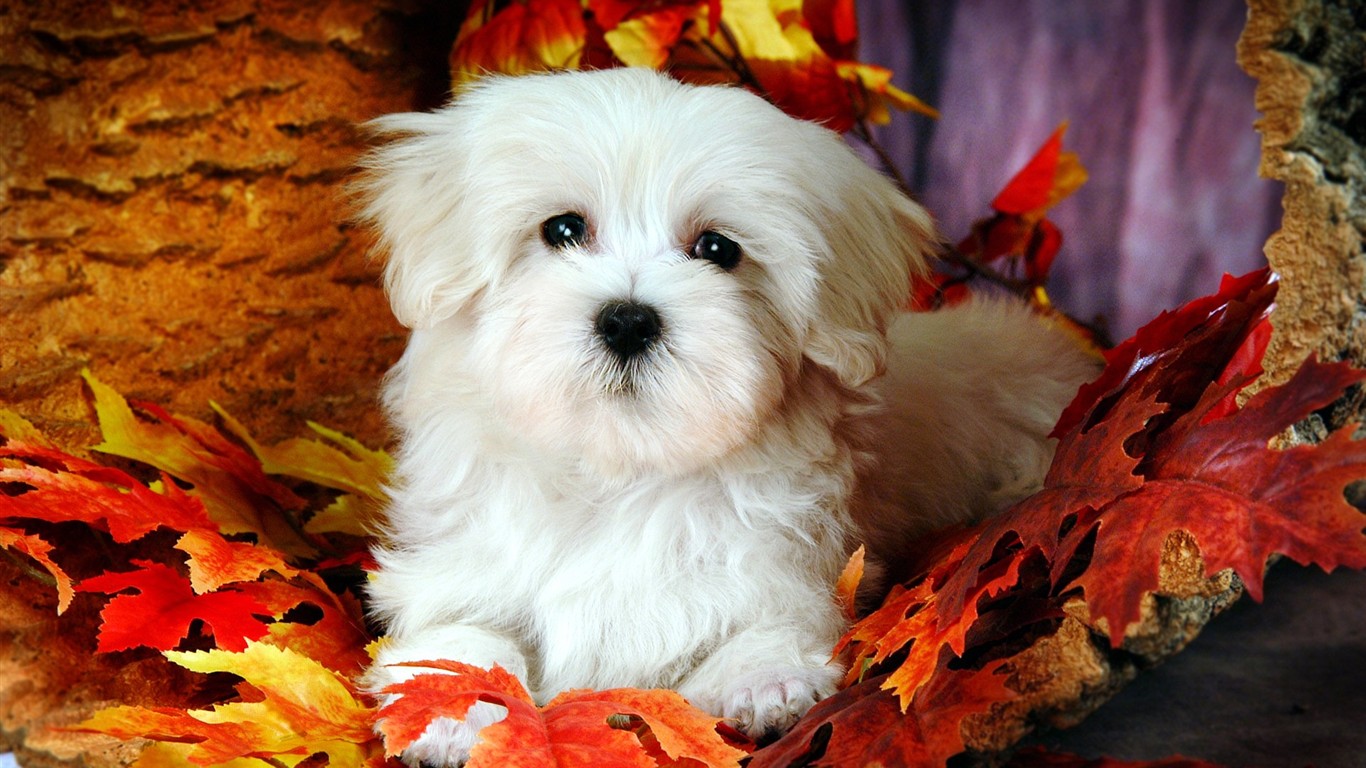 Fluffy pejsek wallpaper #9 - 1366x768