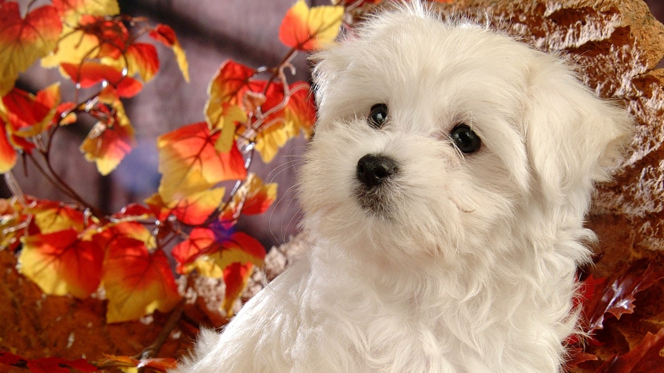Fluffy pejsek wallpaper #19 - 1366x768