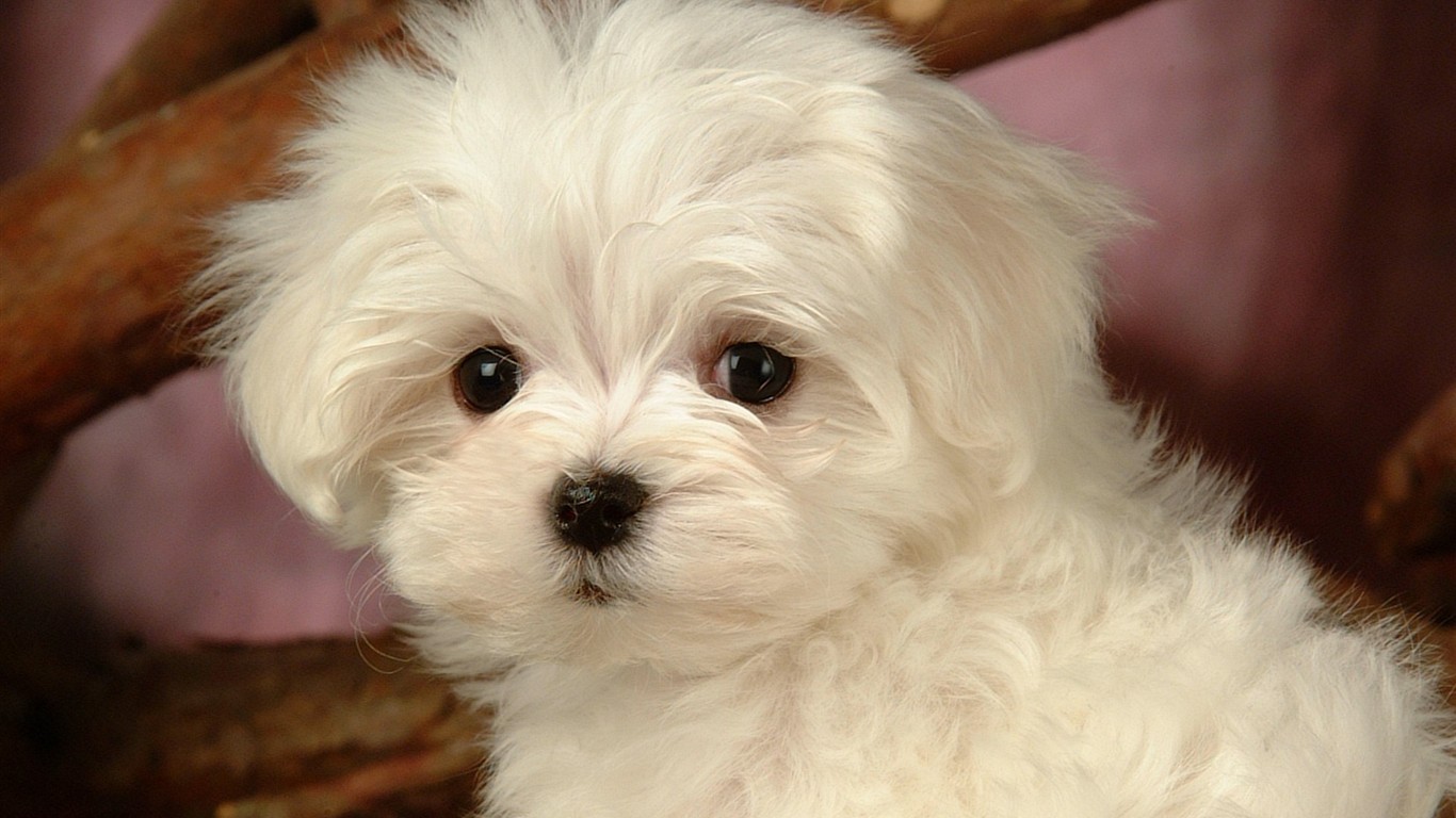 Fluffy pejsek wallpaper #24 - 1366x768