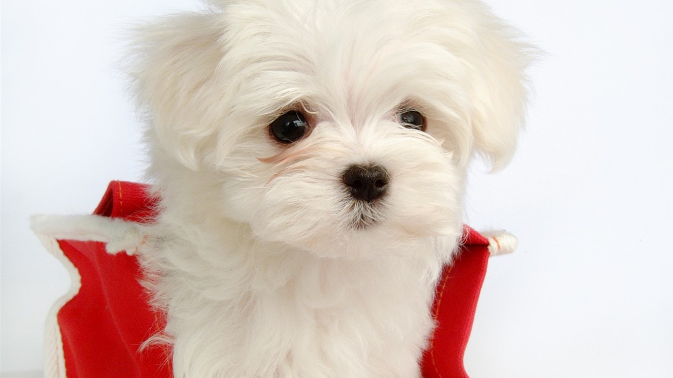 Fluffy pejsek wallpaper #32 - 1366x768