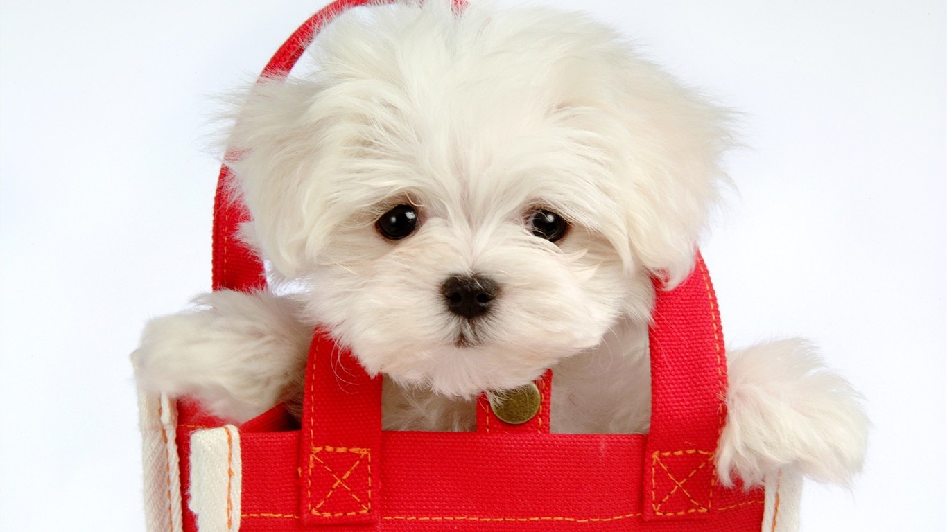 Fluffy little dog wallpaper #35 - 1366x768