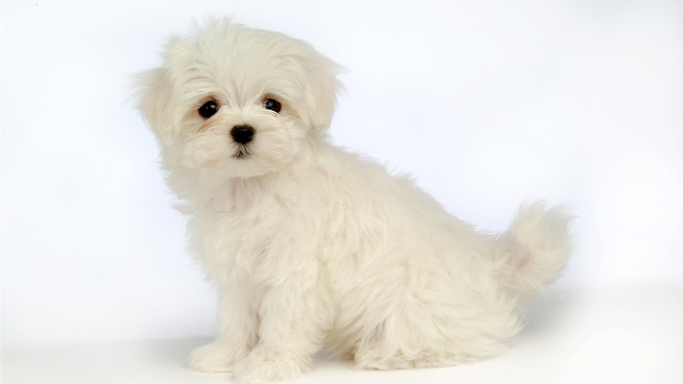 Fluffy kleinen Hund Tapete #36 - 1366x768