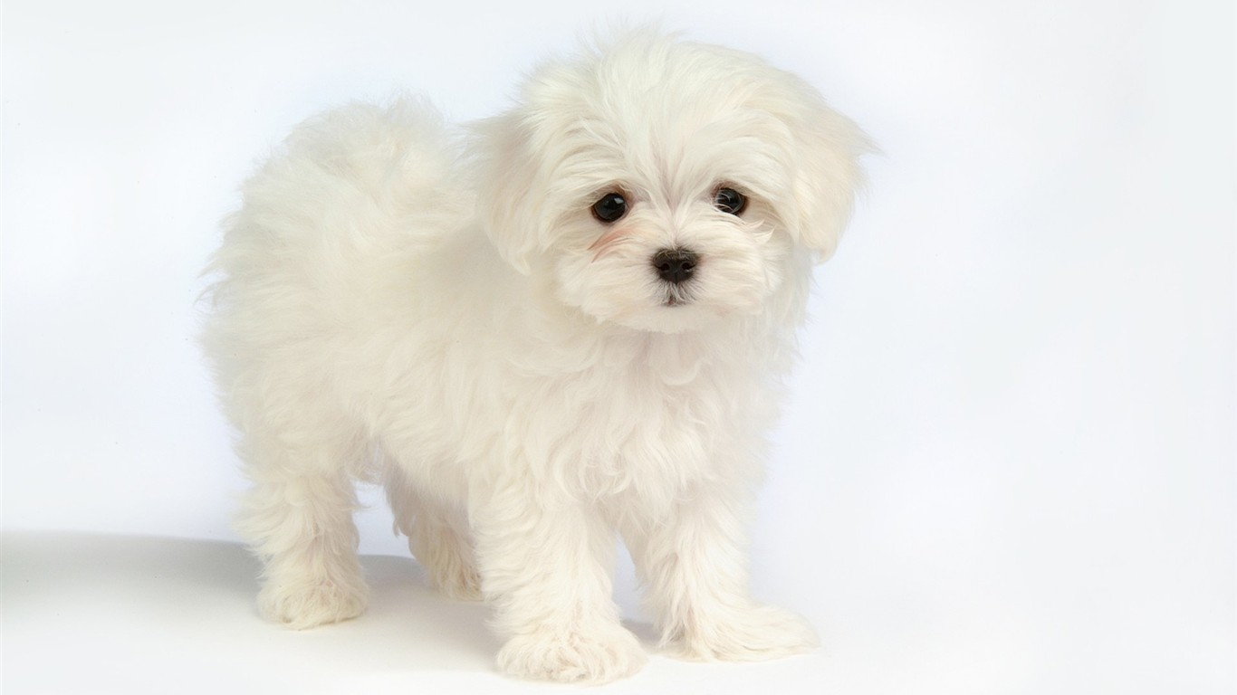 Fluffy kleinen Hund Tapete #38 - 1366x768