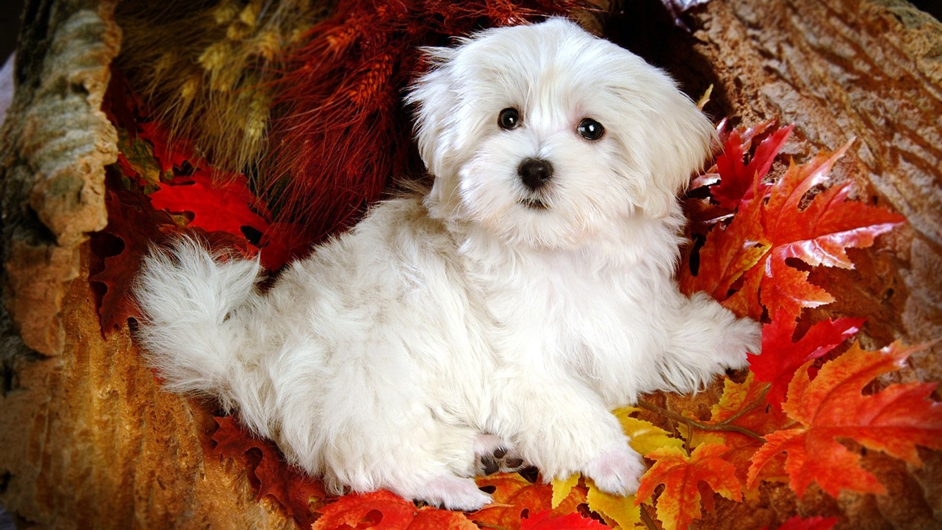 Fluffy little dog wallpaper #41 - 1366x768