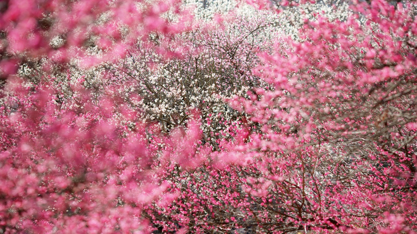 japonská přírodní scenérie Tapeta #11 - 1366x768
