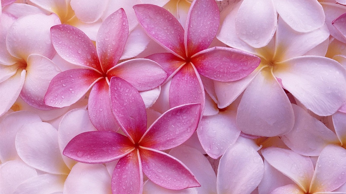 Beautiful Flowers wallpaper (3) #10 - 1366x768