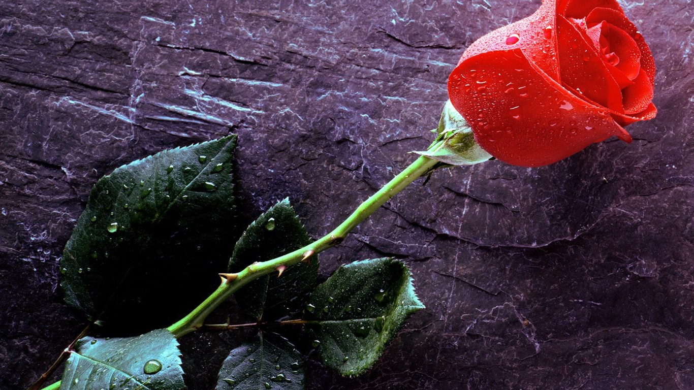 krásné květiny tapety (3) #11 - 1366x768