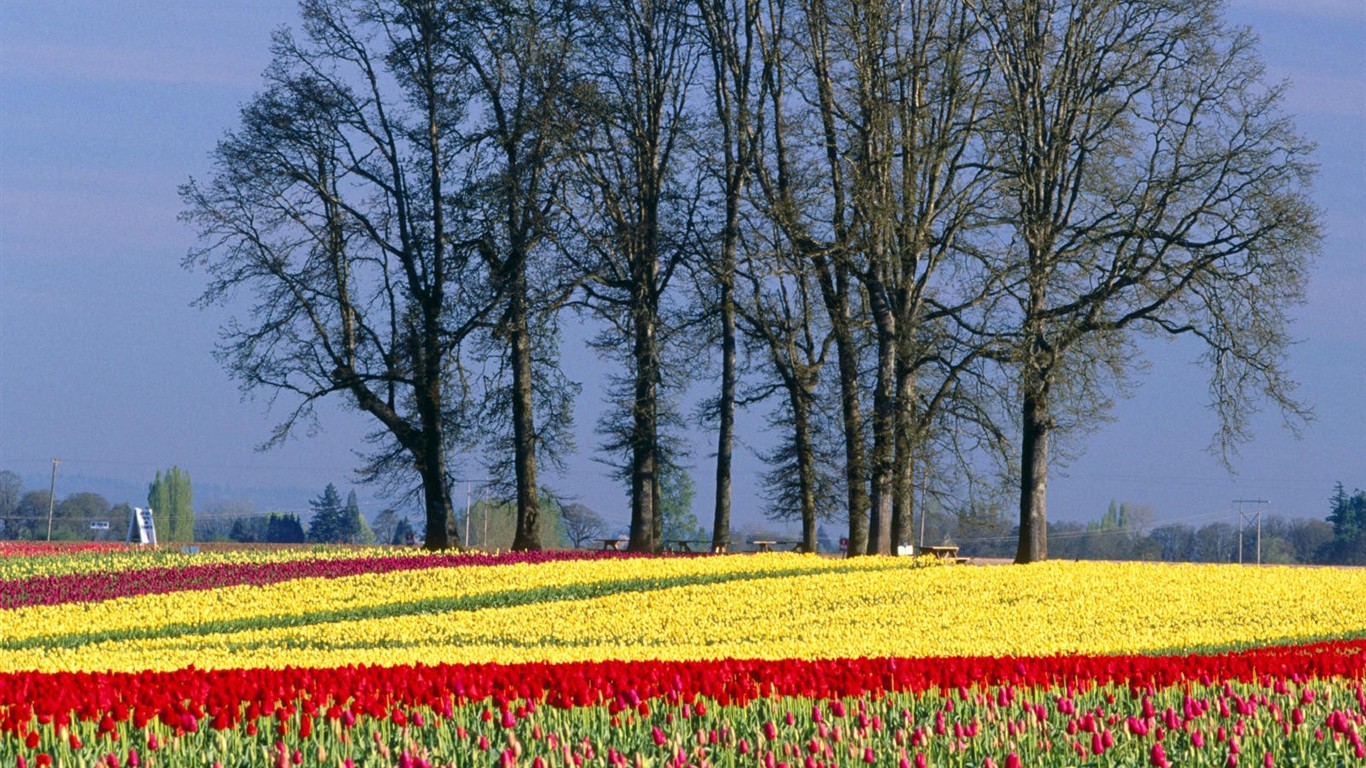 Belles fleurs fonds d'écran (3) #12 - 1366x768