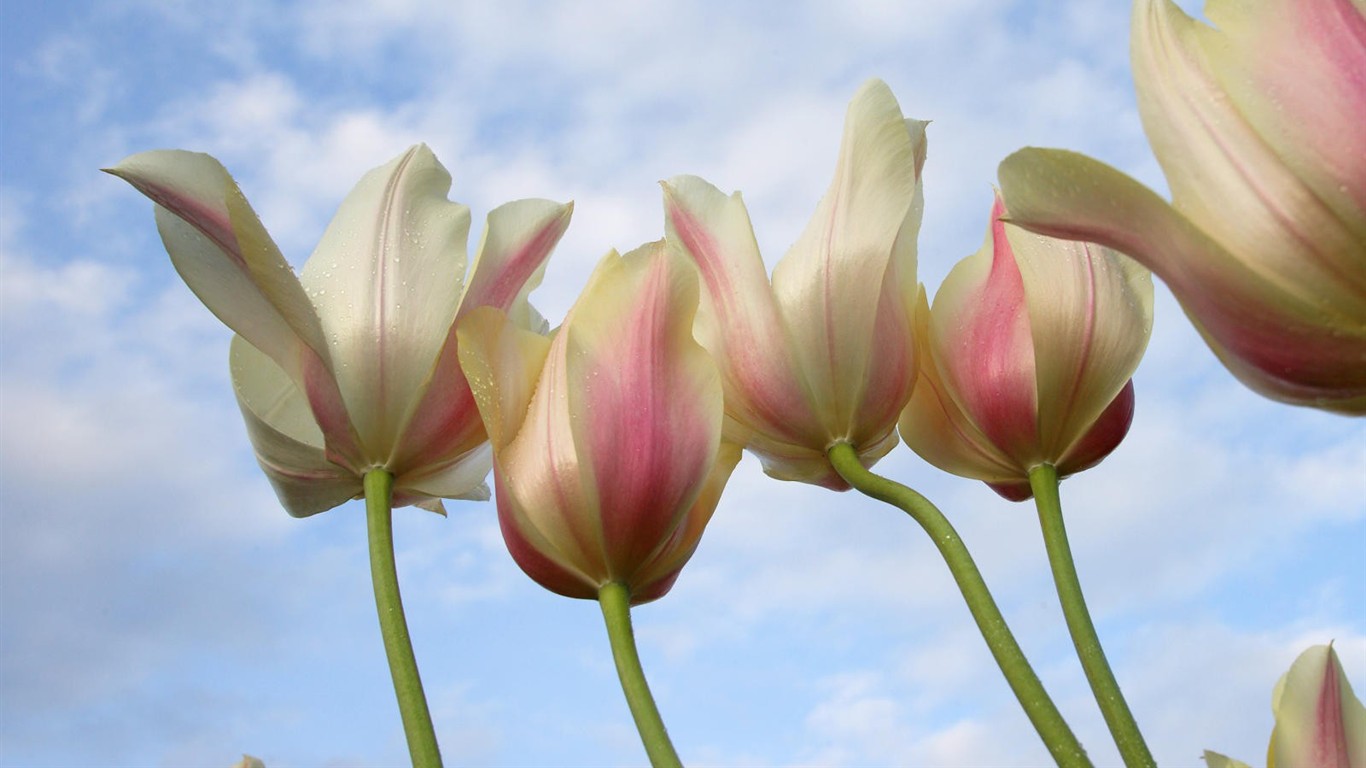 Belles fleurs fonds d'écran (3) #14 - 1366x768