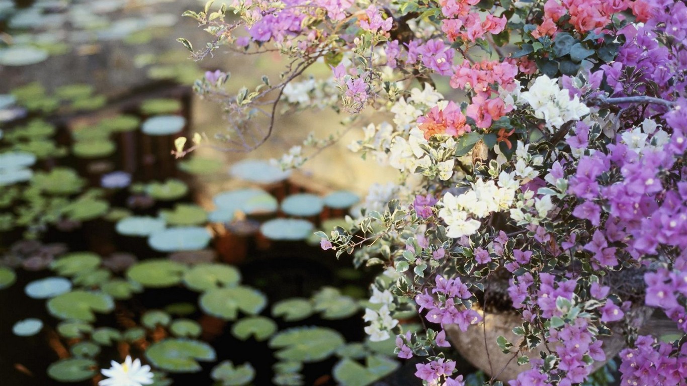 Belles fleurs fonds d'écran (3) #17 - 1366x768