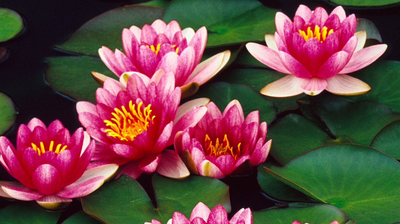 美麗鮮花桌面壁紙(三) #18 - 1366x768