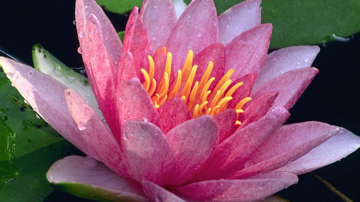 Beautiful Flowers wallpaper (3) #20 - 1366x768
