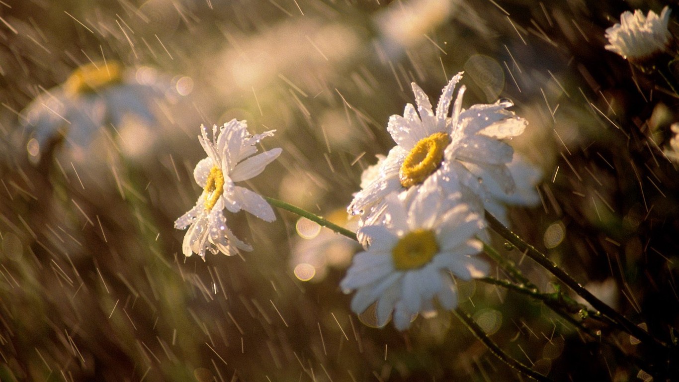 Belles fleurs fonds d'écran (3) #22 - 1366x768