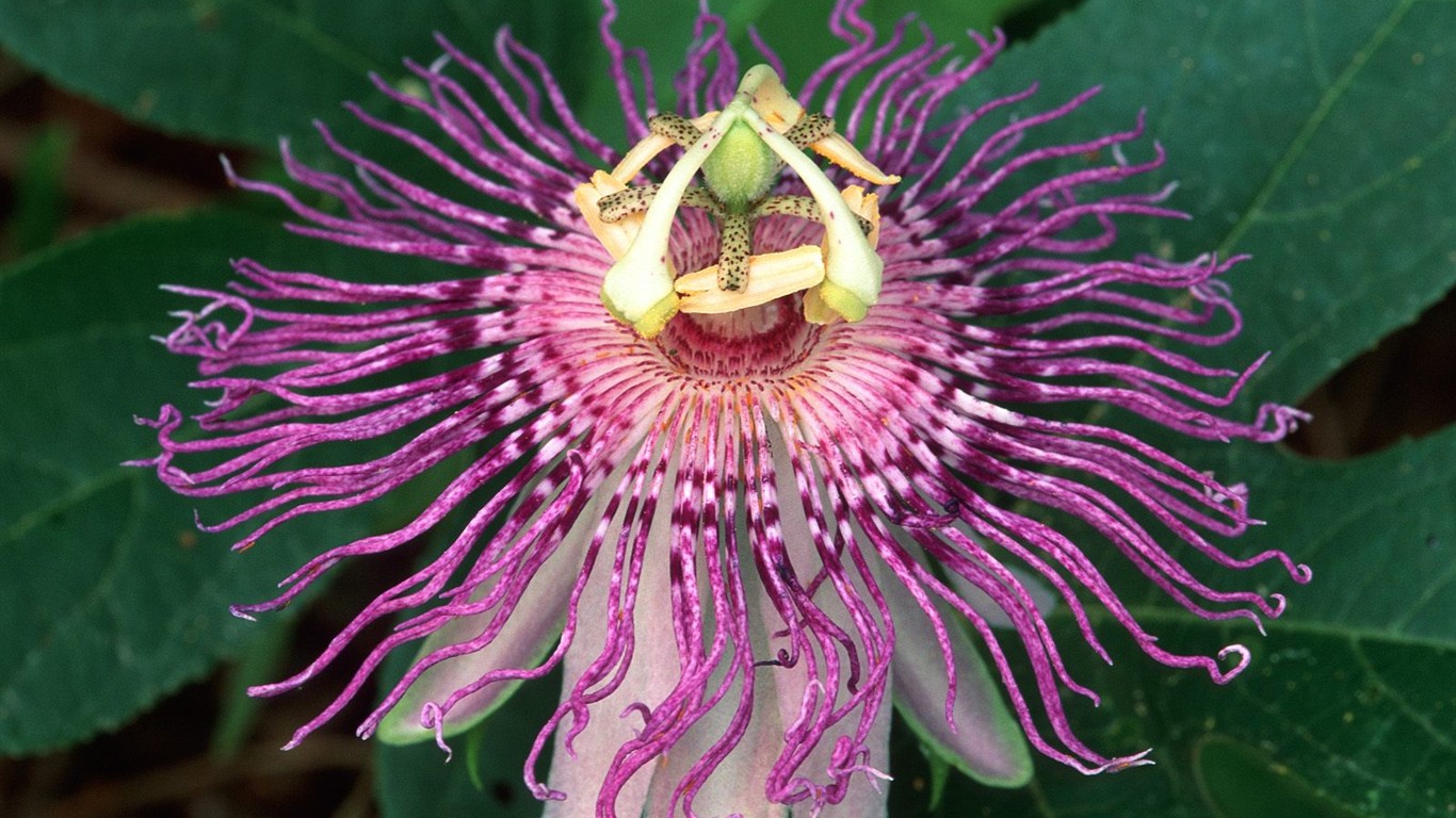 Belles fleurs fonds d'écran (3) #28 - 1366x768