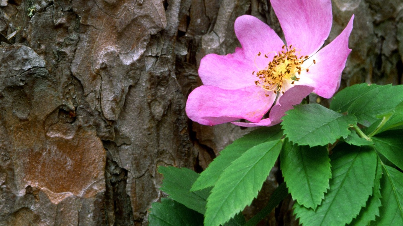 Belles fleurs fonds d'écran (3) #29 - 1366x768