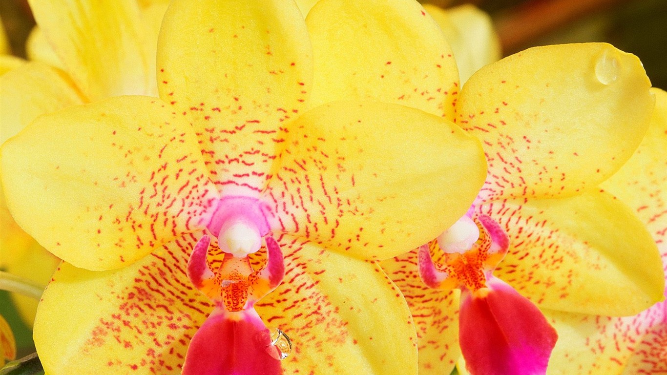 Belles fleurs fonds d'écran (3) #32 - 1366x768