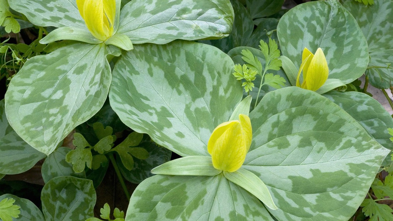 Belles fleurs fonds d'écran (3) #33 - 1366x768