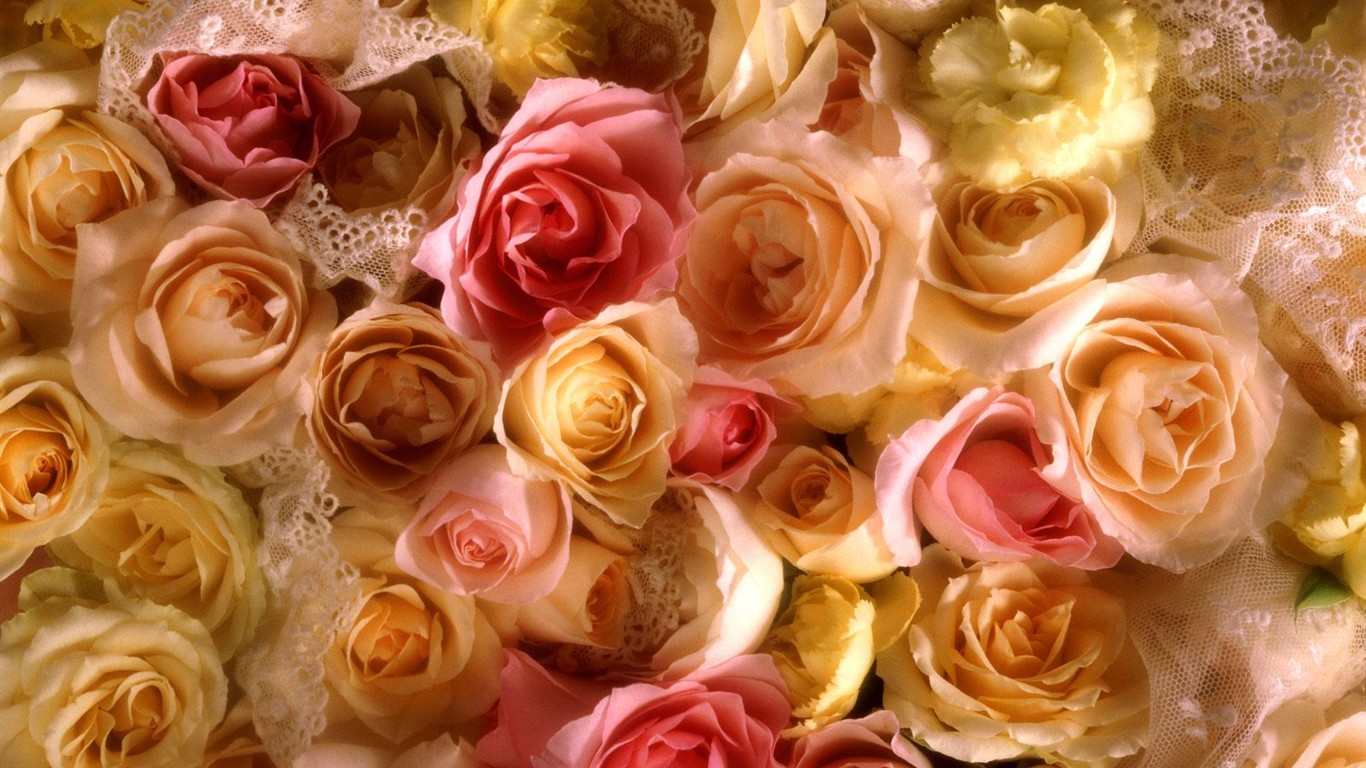 美麗鮮花桌面壁紙(三) #35 - 1366x768