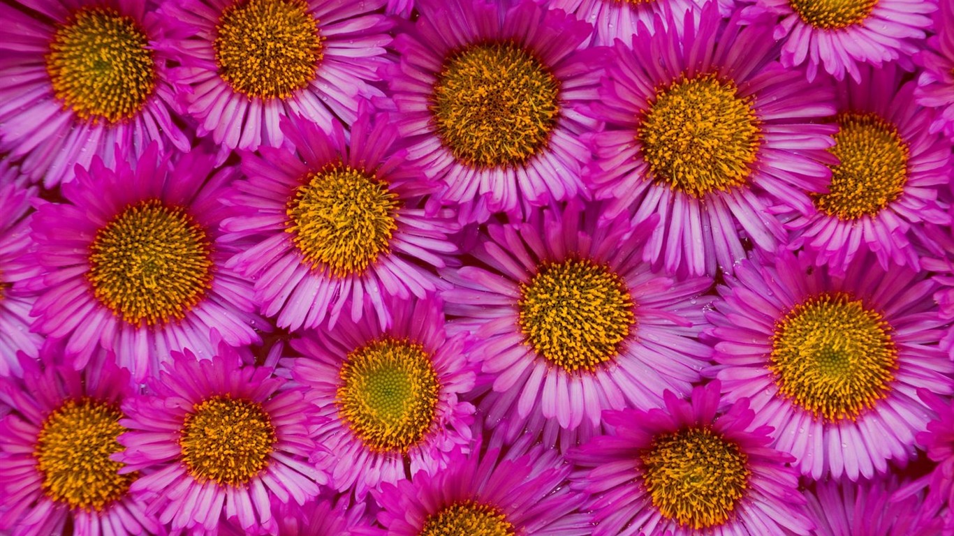 美麗鮮花桌面壁紙(三) #36 - 1366x768