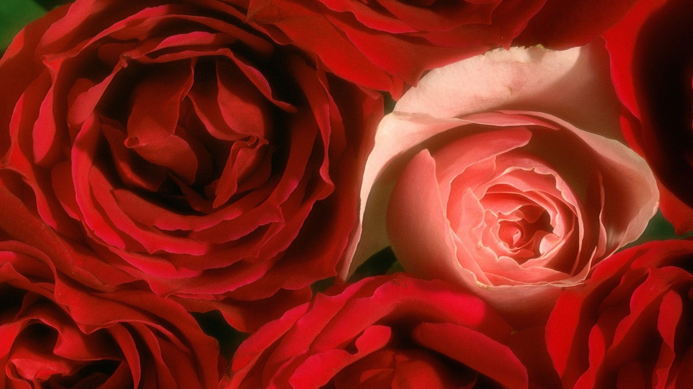 美麗鮮花桌面壁紙(三) #37 - 1366x768