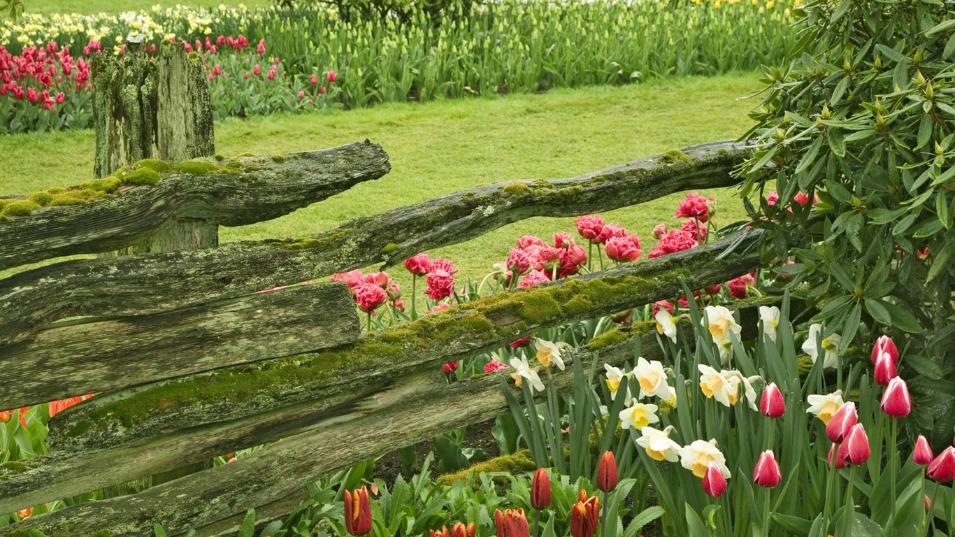 Belles fleurs fonds d'écran (3) #38 - 1366x768