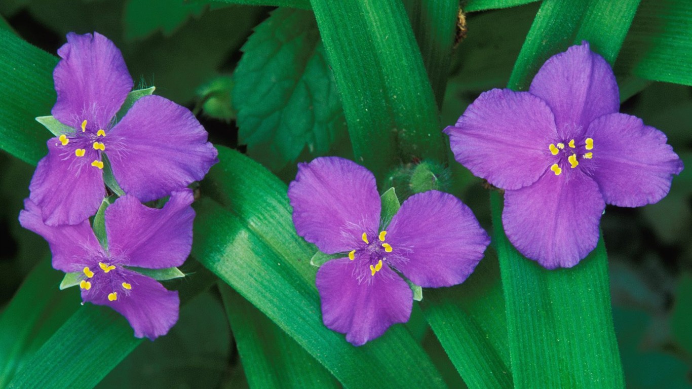 Belles fleurs fonds d'écran (3) #39 - 1366x768